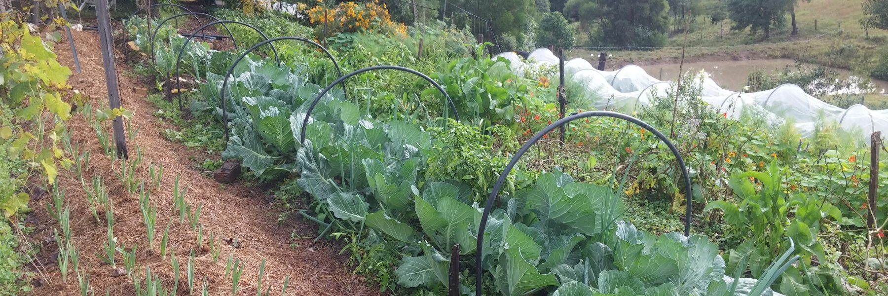 Warinyan Farm is now known as Bird Tree Farm
